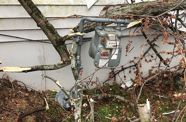 Tree Branch on Gas Meter